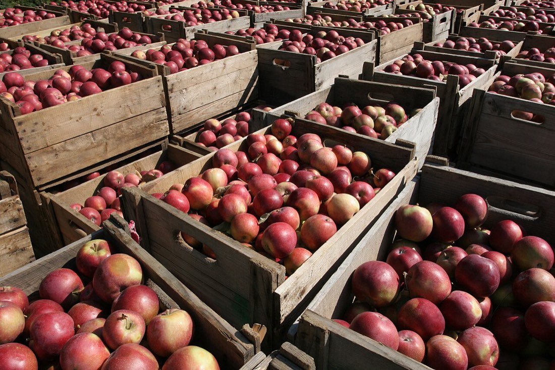 Wooden bins filled with harvested apples